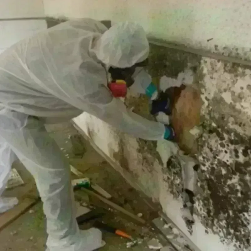 Mold Remediation and Removal in Floris, VA